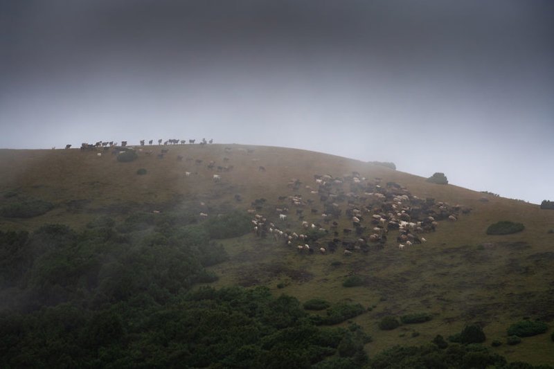 Стадо овец на холме перед грозой