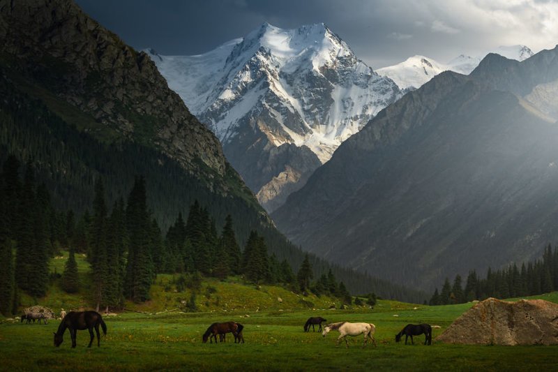 Дикие лошади, пасущиеся в зеленой долине с видом на пик Бориса Ельцина