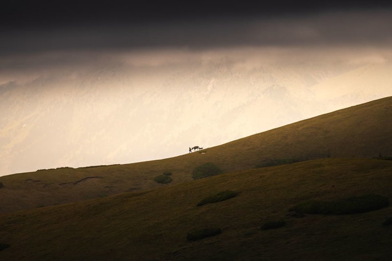Пастух сгоняет стадо с горы перед приближающейся грозой