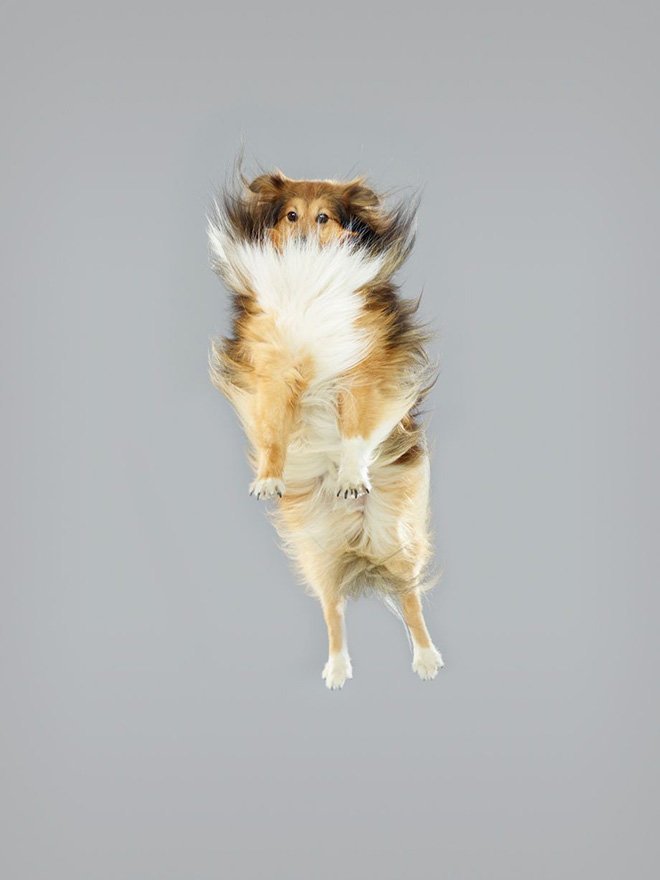 Для создания своих забавных портретов, фотограф заставляет собак немного «полетать»