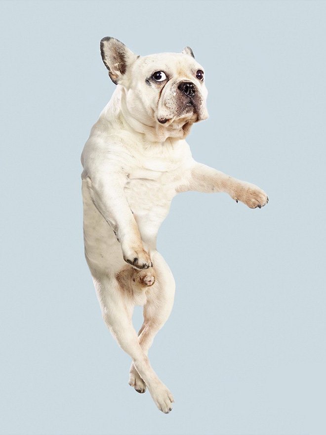 Для создания своих забавных портретов, фотограф заставляет собак немного «полетать»