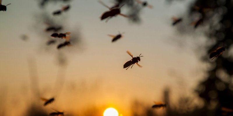 Немцы в панике: в стране загадочно пропали 75% летающих насекомых