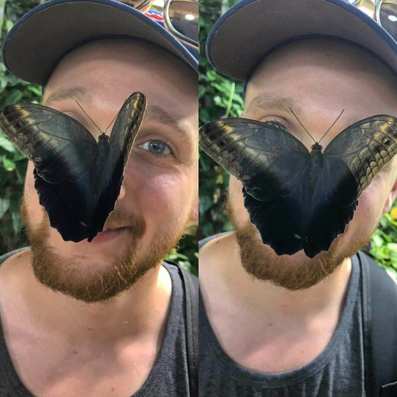 Бабочка села на нос