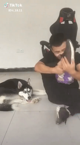 Когда твоя собака может, а ты нет