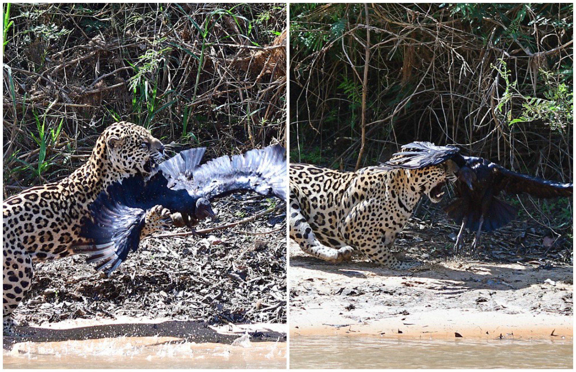 Хищники нападение. Хищники животные на охоте. Ягуар нападает.