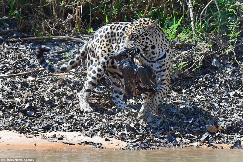 Эта добыча досталась ей нелегко! Фотографии схватки были сделаны в парке дикой природы Encontro das Aguas, Бразилия.