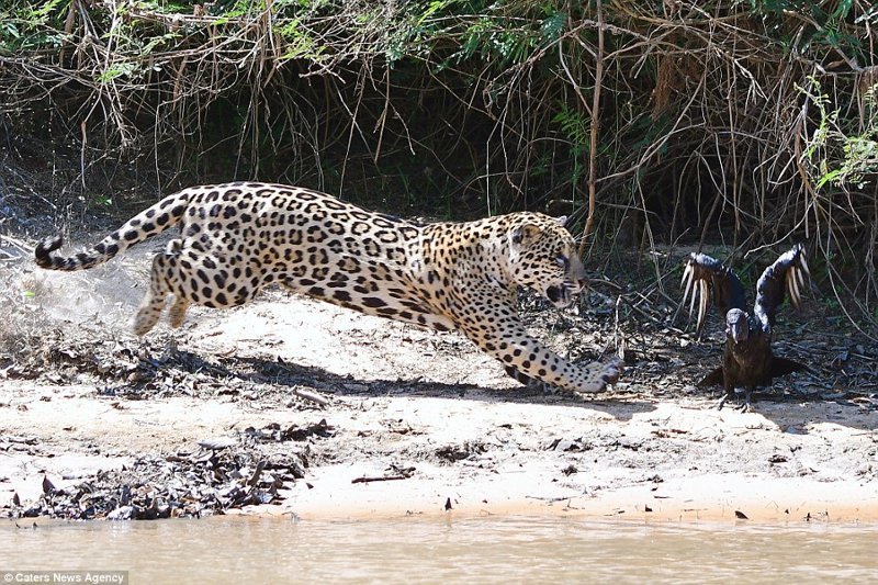 "Эта схватка - перетягивание каната между ягуаром и стервятником", - пишет фотограф.