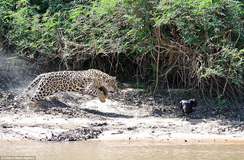 Привет, обед: самка ягуара заметила падальщика, отдыхающего в тени, и уверенно атаковала свою добычу.