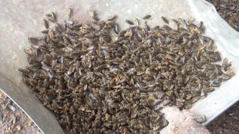В Якутии прошёл «дождь из клопов» — тысячи насекомых посыпались на землю