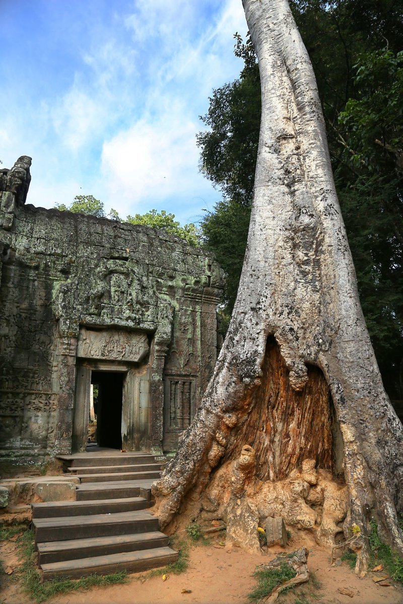 3. Храм Та Прум с деревьями, растущими прямо из руин, и окруженный джунглями, - это чистая магия. Ангкор, Камбоджа