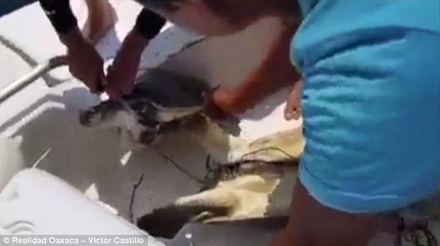 Около 300 морских черепах, находящихся под угрозой исчезновения, погибли в рыболовных сетях