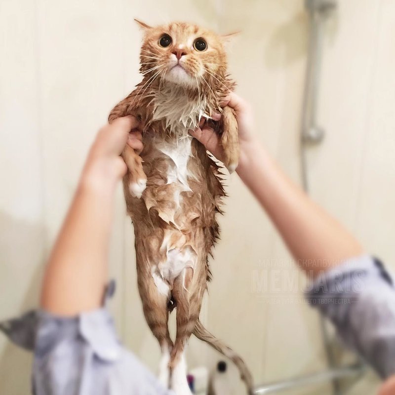 Даже самый пушистый мокрый кот выглядит худой сосиской