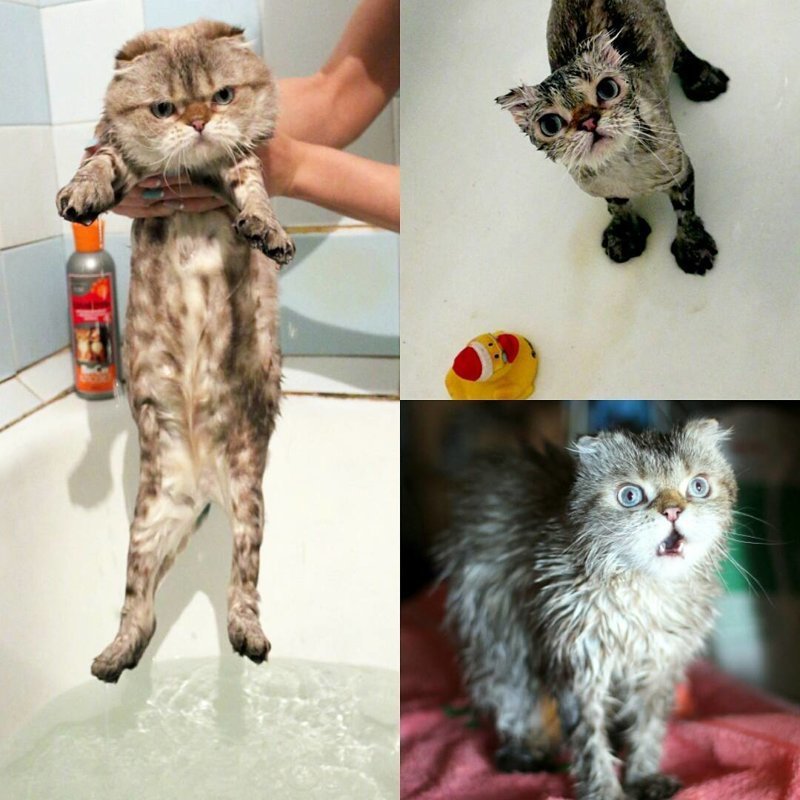 15 вымытых котиков, которые непременно отомстят своим хозяевам