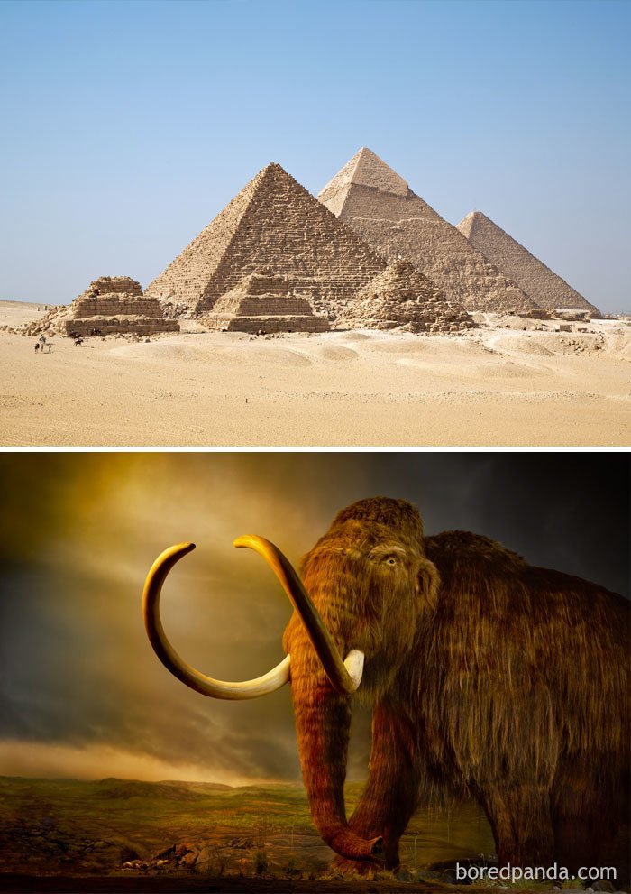 2. Шерстистые мамонты были еще живы, когда египтяне строили свои пирамиды (2660 г. до н. э.)