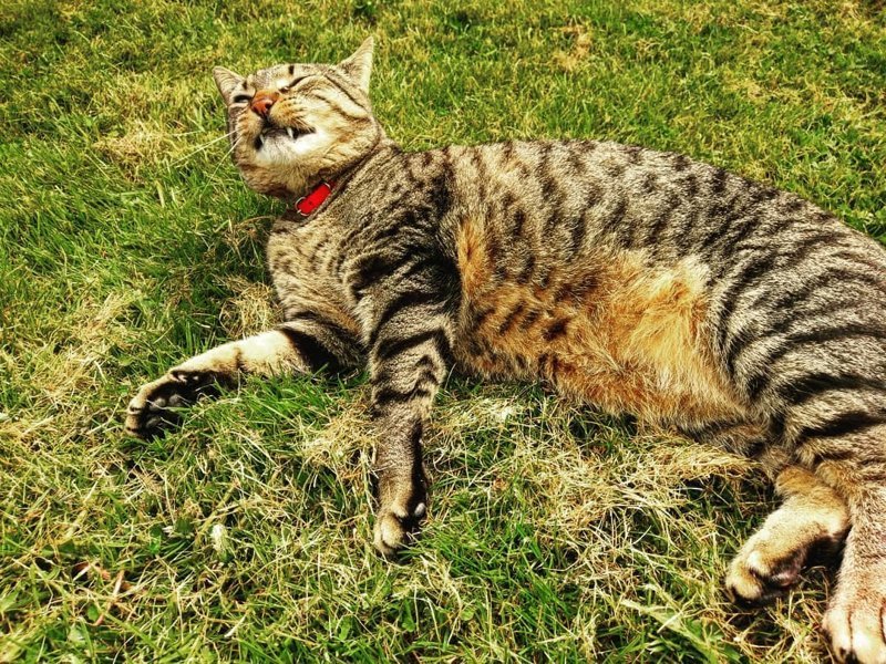 30+ умилительных фотографий чихающих котиков