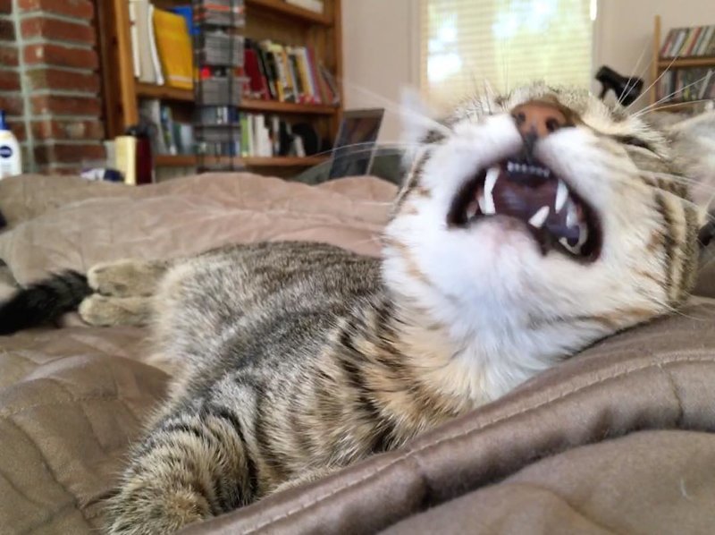 30+ умилительных фотографий чихающих котиков