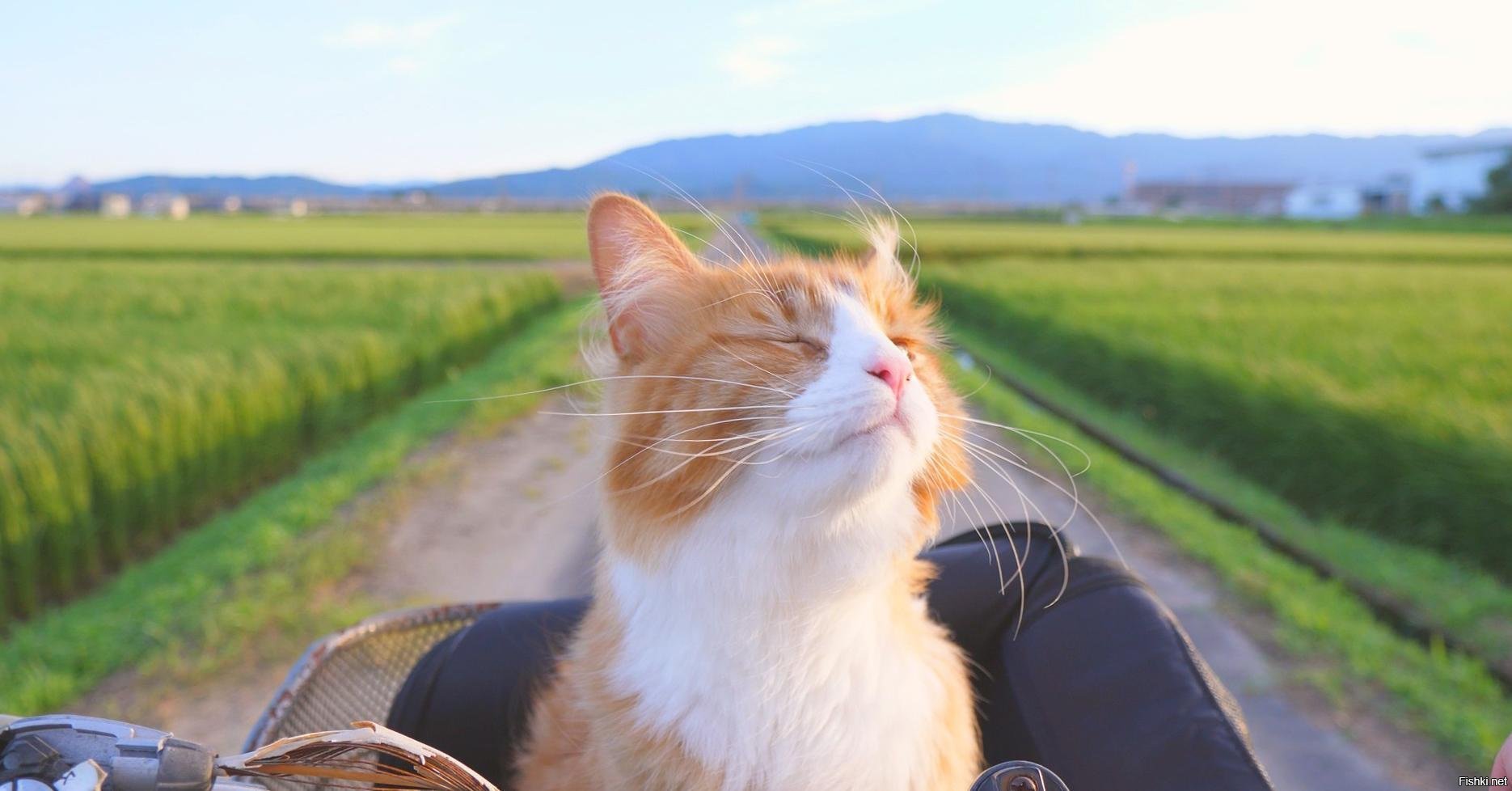 Коты кайфуют картинки