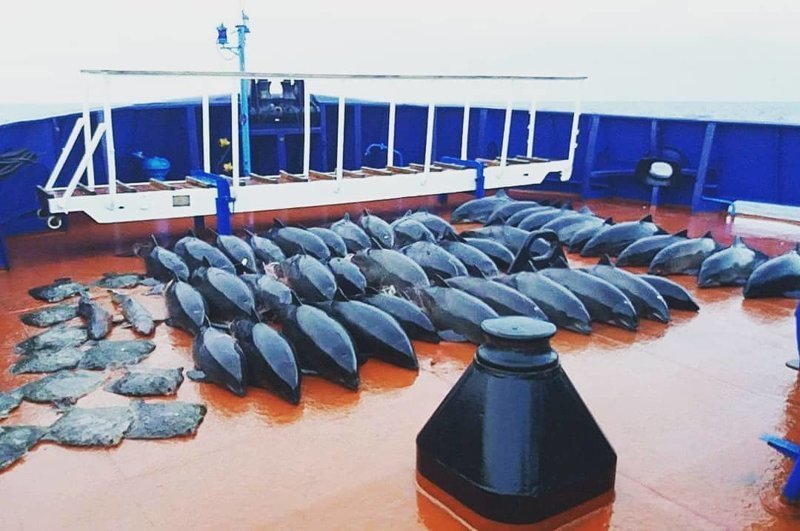 46 дельфинов погибли в рыболовных сетях в Крыму