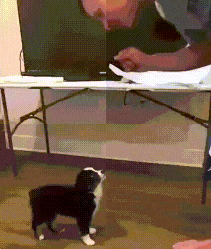 Гифки дня Гифки дня