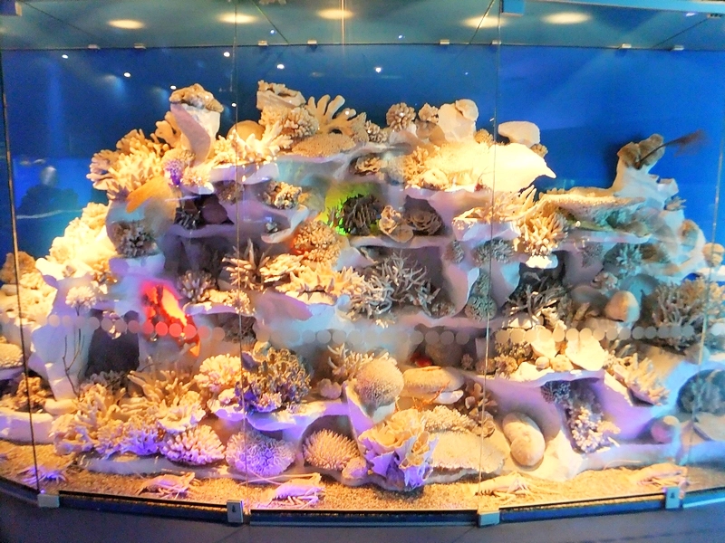 Музей океана в калининграде