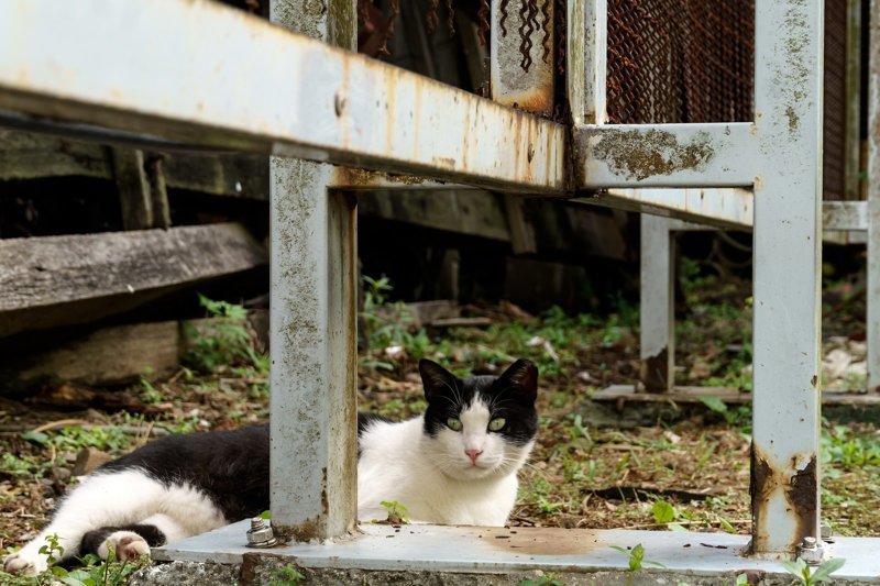 Самые кошачьи города мира: Новый Тайбэй, Тайвань