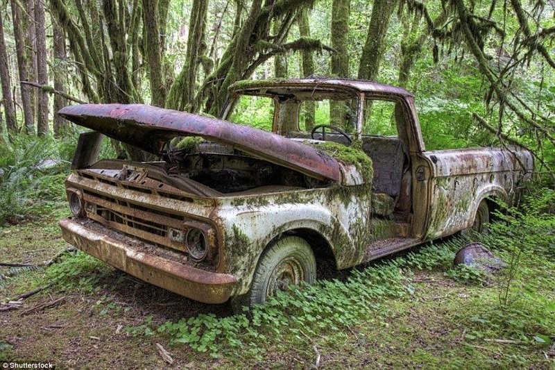 16. Заброшенный пикап Ford 1960-х годов, "умирающий" посреди леса в Олимпийском национальном парке, Вашингтон, США.
