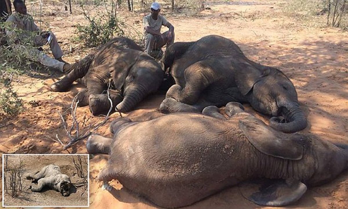 африка охота на слонов
