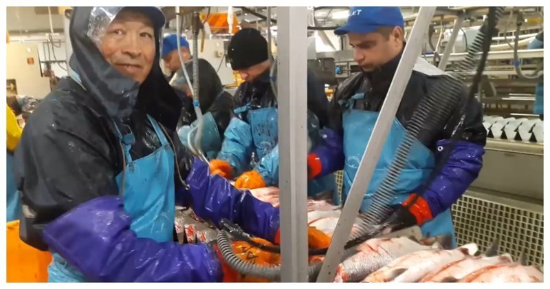 Как работают в рыбном цеху на Камчатке