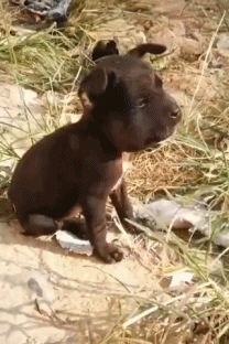 Беднягу искусали пчелы