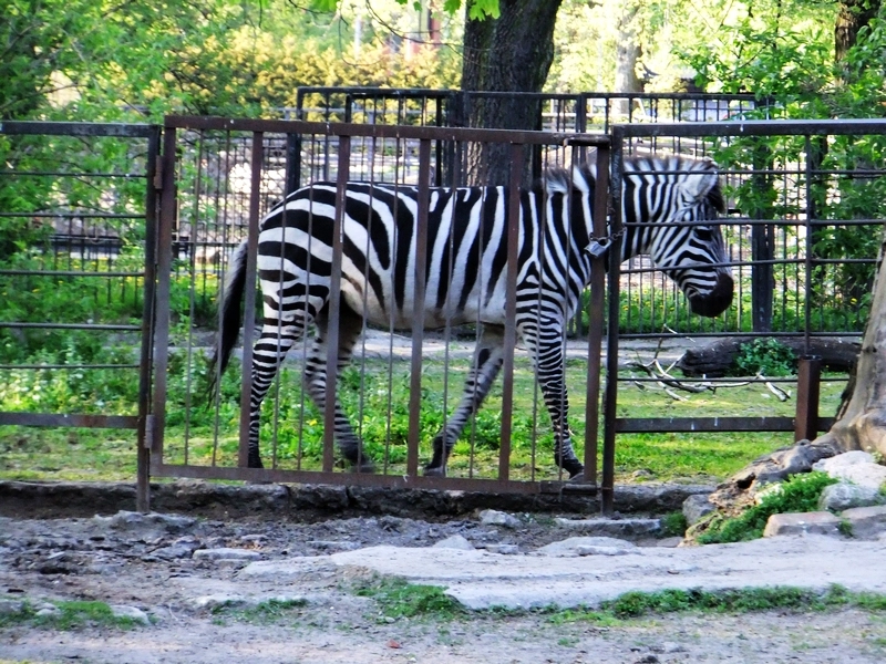 Сайт зоопарка калининграда. Зоопарк Калининградский зоопарк. Калининградский зоопарк Калининград. Животные Калининградского зоопарка. Зоопарк Калининграда зоосад.