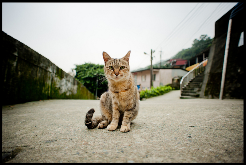 Самые кошачьи города мира: Новый Тайбэй, Тайвань