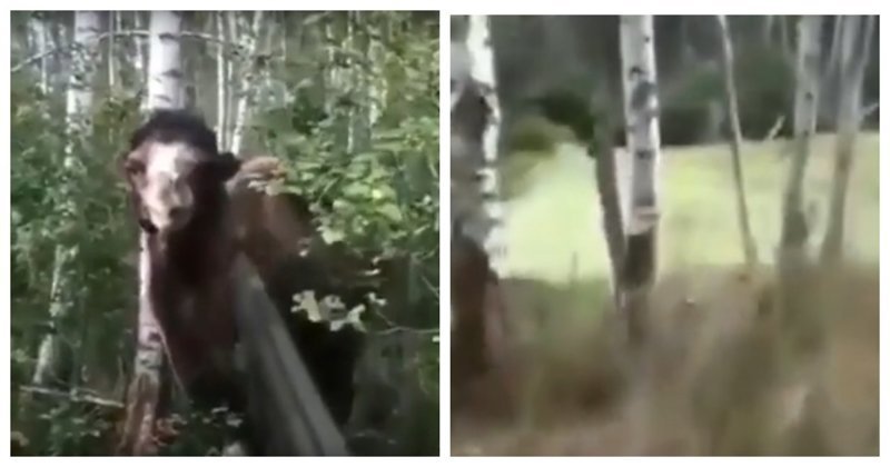 Неожиданная встреча с верблюдом в лесу