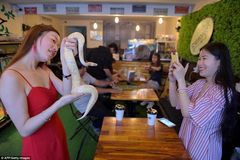 Владелец кафе утверждает, что его цель - исправить подорванную репутацию ящериц и змей