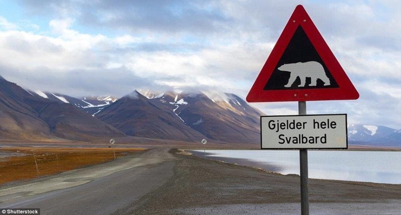 Знак предупреждает жителей и гостей города, что белых медведей можно найти по всему Шпицбергену.