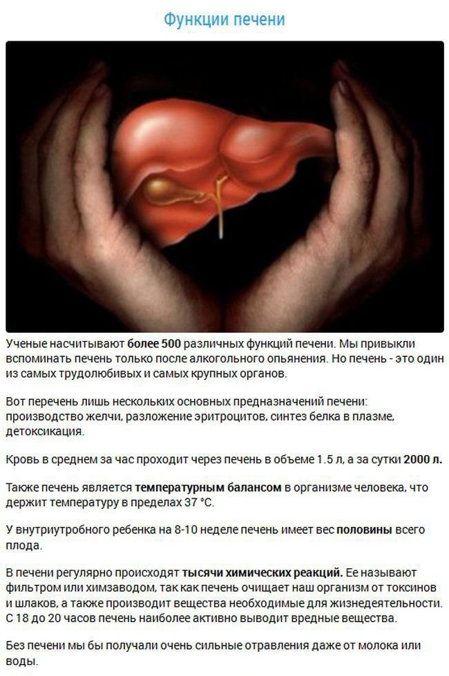 Факты об органах человека