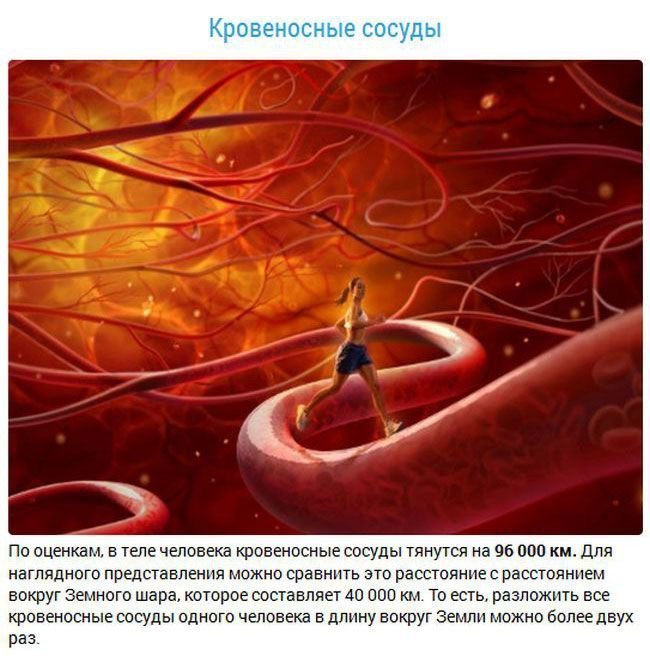 Факты об органах человека