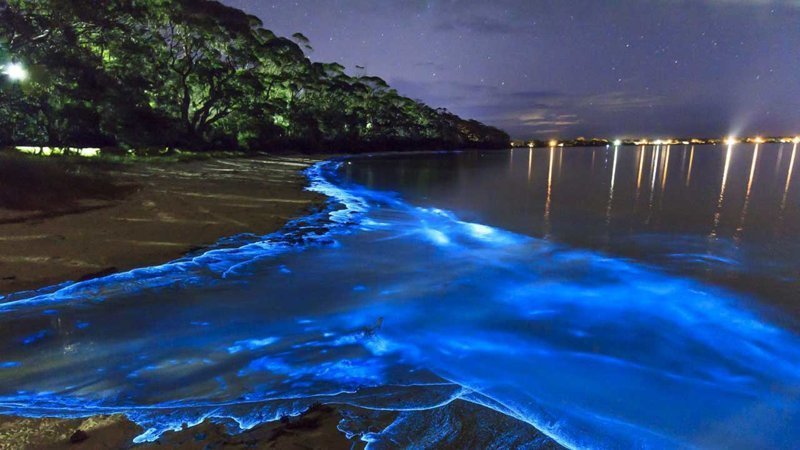 Светящийся планктон на побережье