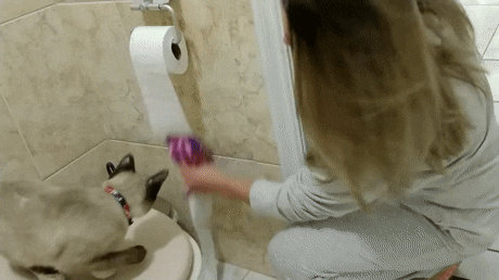 Воспитание кота