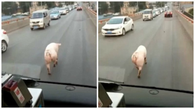 Видео: вихляющая бедрами свинья идет по шоссе как по подиуму