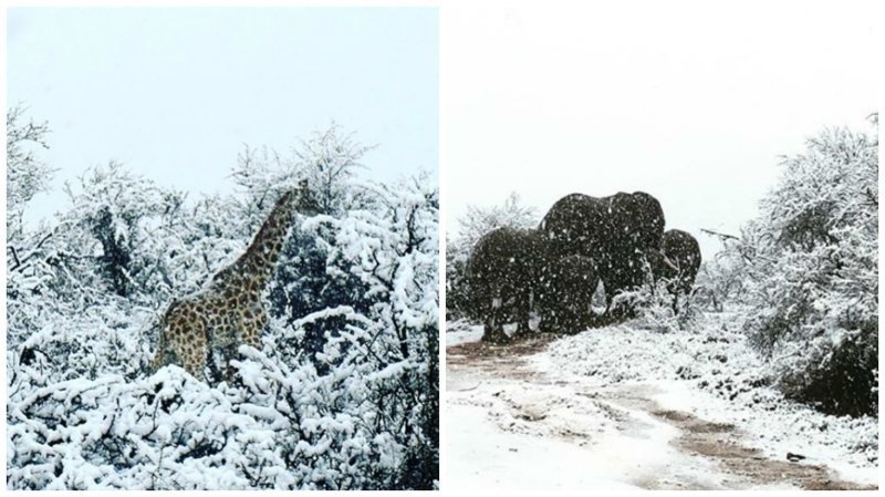 Сюрреалистические кадры: в Африке выпал снег, и жирафы гуляют по белоснежному ковру