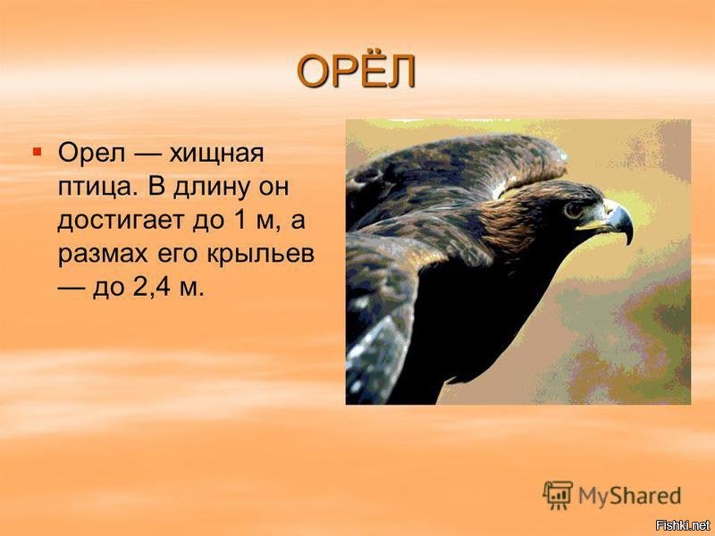 Слово орел. Описание орла. Орёл птица описание. Загадка про орла. Орел характеристика птицы.