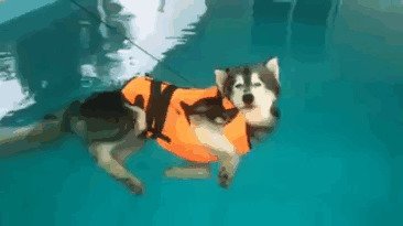 Эта собака не собирается учиться плавать