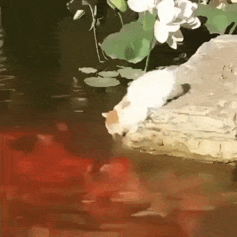 А ведь хотел только посмотреть 