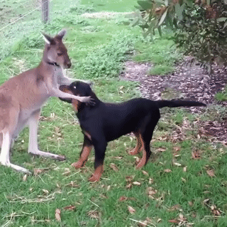 Когда понравился кенгуру