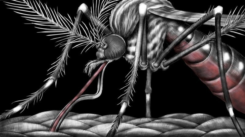 ГМО- комары в большой биотехнологической игре