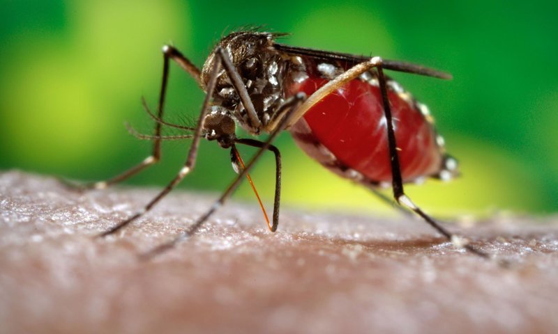 ГМО- комары в большой биотехнологической игре