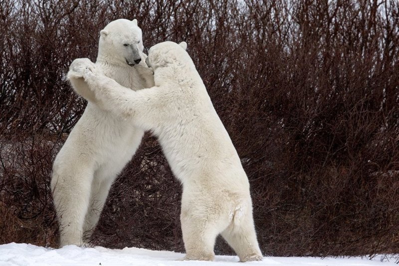 21. «Танцы с медведями»