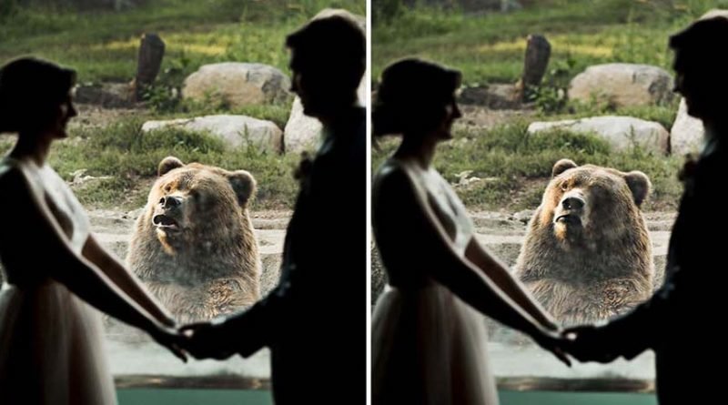 Смешная реакция медведя на фотосессию новобрачных в зоопарке