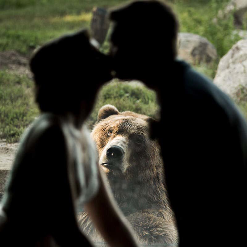 Смешная реакция медведя на фотосессию новобрачных в зоопарке