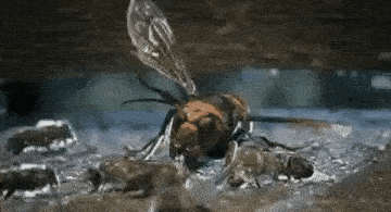 То ли дело азиатские пчелы! Они набрасываются на шершня толпой и буквально закутывают его телами.  В дальнейшем пчелки нагревают подобным клубком тело хищника до смертельной температуры